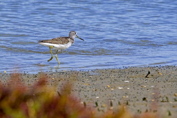 Common greenshank