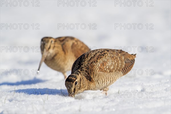 Two Eurasian