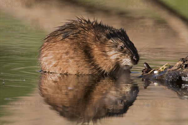 Muskrat