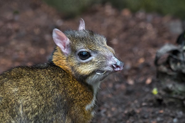 Lesser mouse-deer