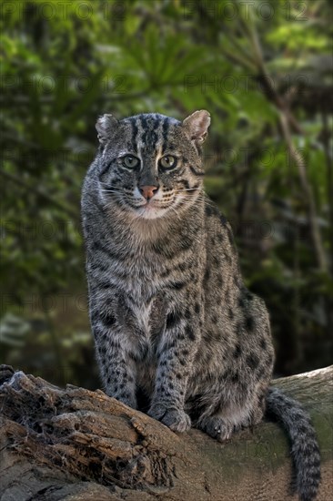 Fishing cat