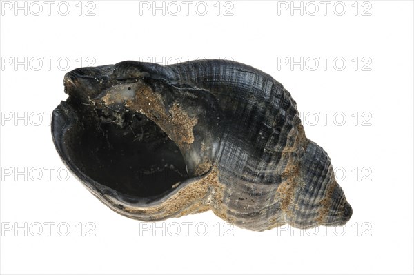 Common whelk