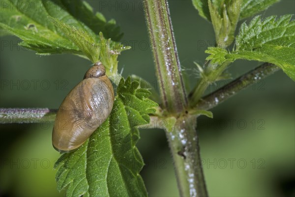 Amber snail