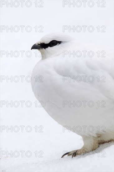 Rock ptarmigan