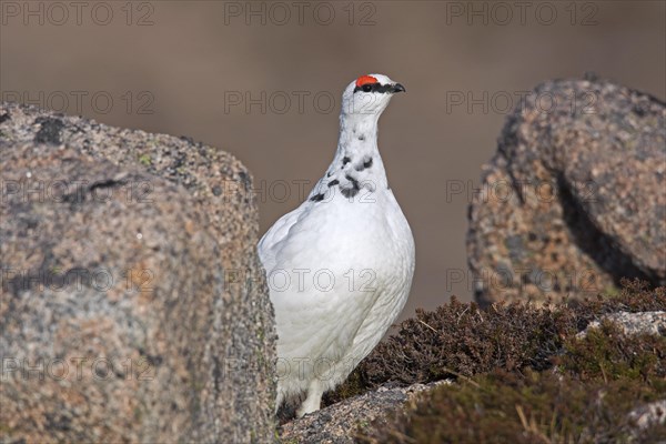 Rock ptarmigan