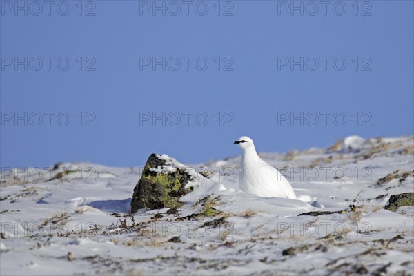 Rock ptarmigan