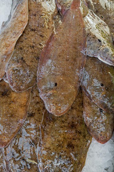 Sole fishes on ice on display in fish shop