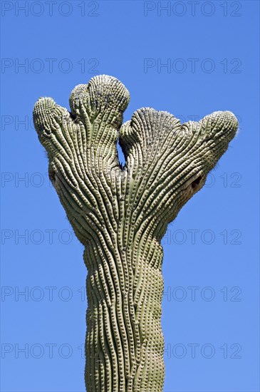 Crested Saguaro