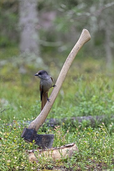 Siberian jay