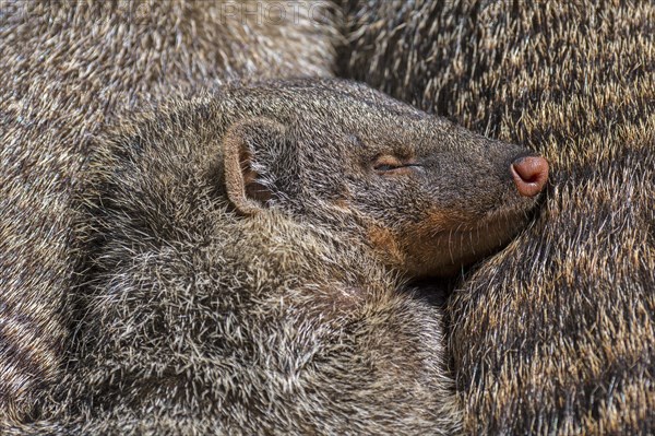 Snuggling banded mongooses