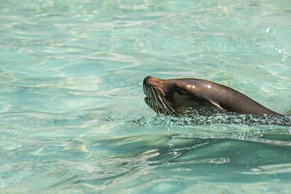 California sea lion