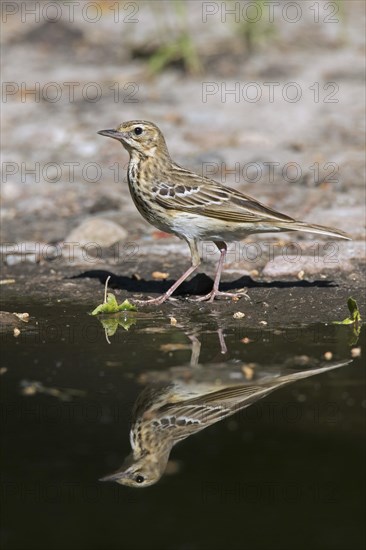 Tree pipit