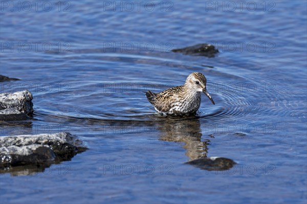 Dunlin