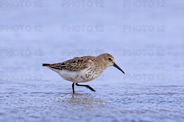 Dunlin