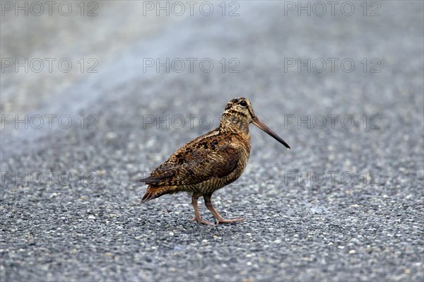 Eurasian Woodcock