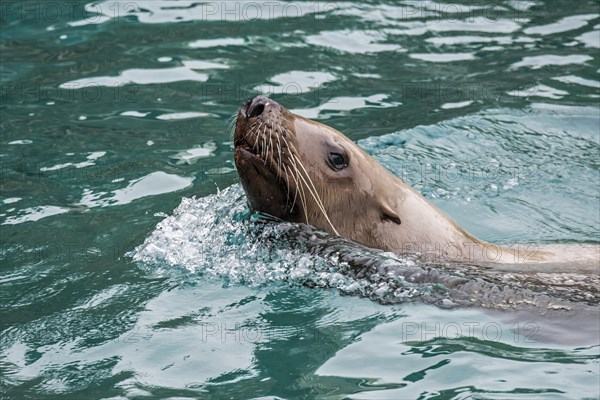 Steller sea lion