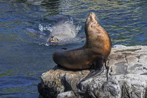 Steller sea lion