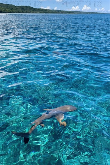 In the foreground blacktip reef shark
