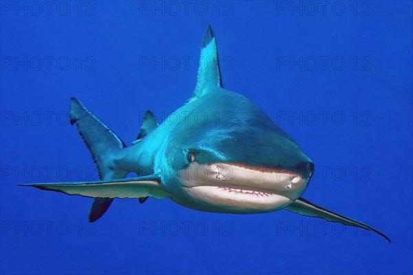 Blacktip reef shark