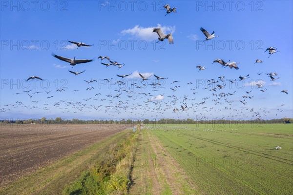 Migrating flock of common cranes