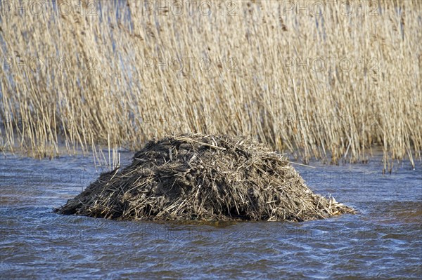 Muskrat