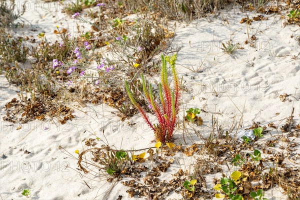 Sea spurge plant 'Euphorbia paralias' sand dune ecosystem