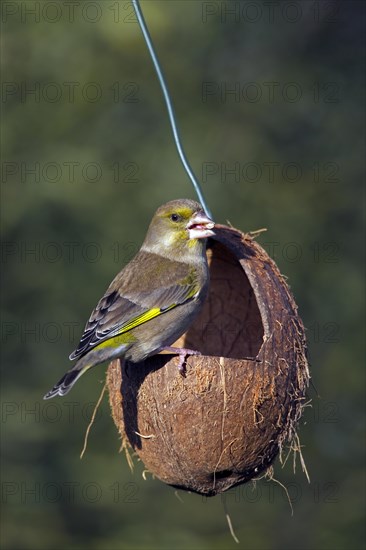 European greenfinch