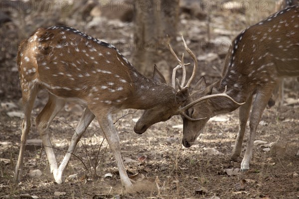 Chital deer