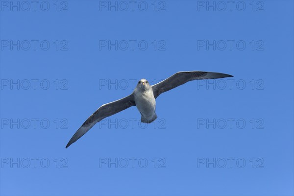 Northern fulmar