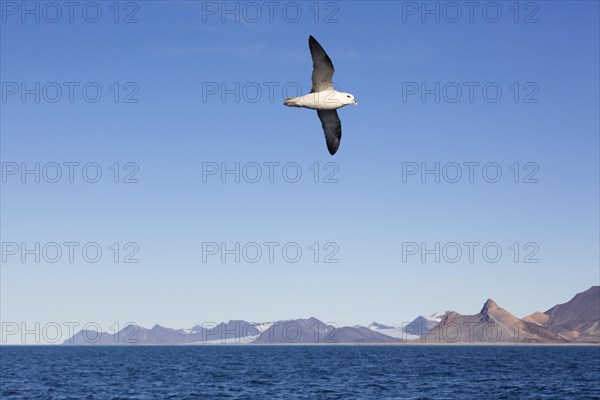 Northern fulmar