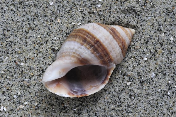 Dog whelk