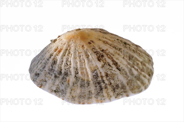 Common limpet