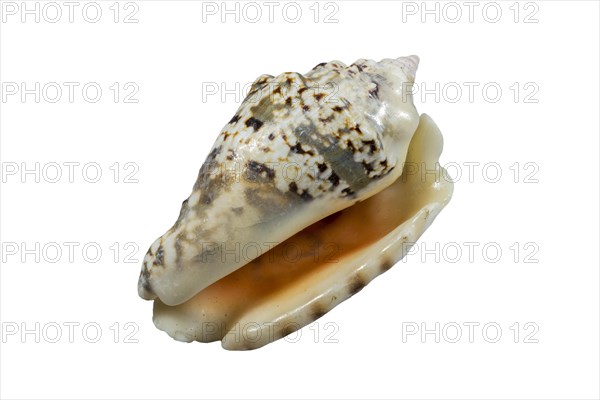 Silver conch