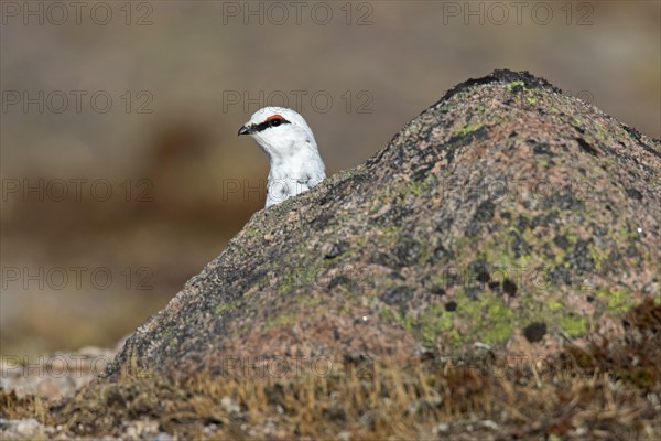 Rock ptarmigan