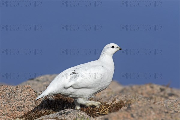 Rock ptarmigan