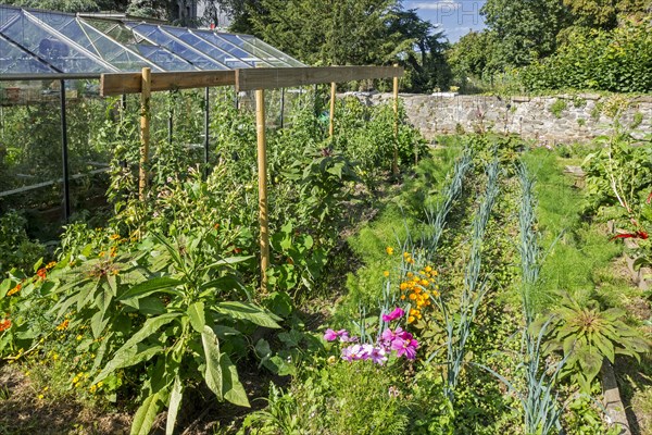 Domestic greenhouse and greens and herbs growing at vegetable garden