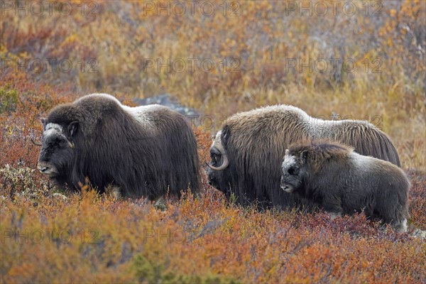 Muskox