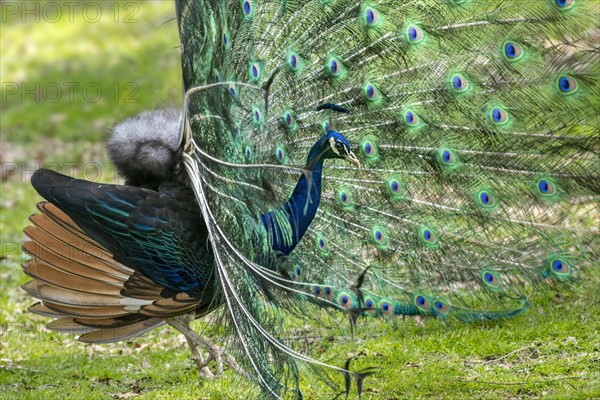 Indian Peafowl