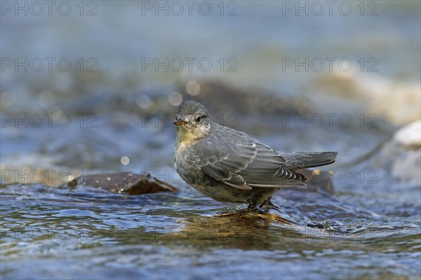 American dipper