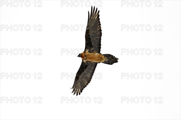 Bearded Vulture