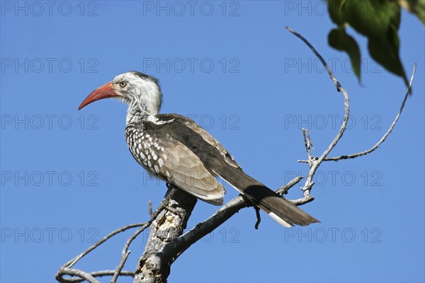 Red-billed hornbill