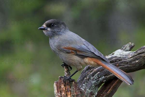 Siberian Jay