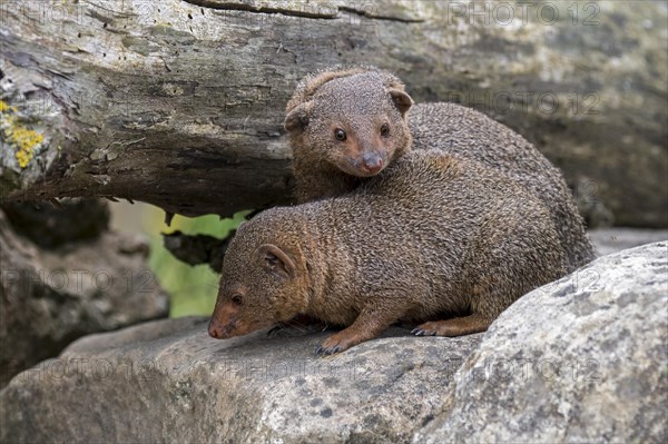 Two common dwarf mongoose