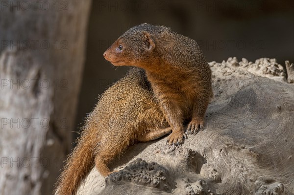 Common dwarf mongoose