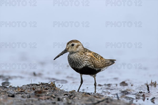 Dunlin