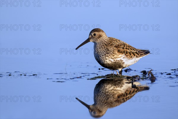 Dunlin