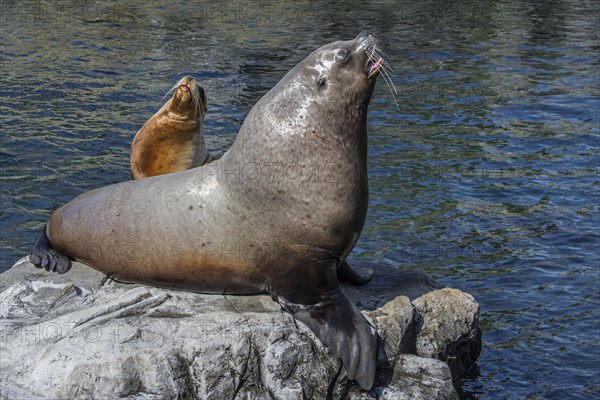 Steller sea lion