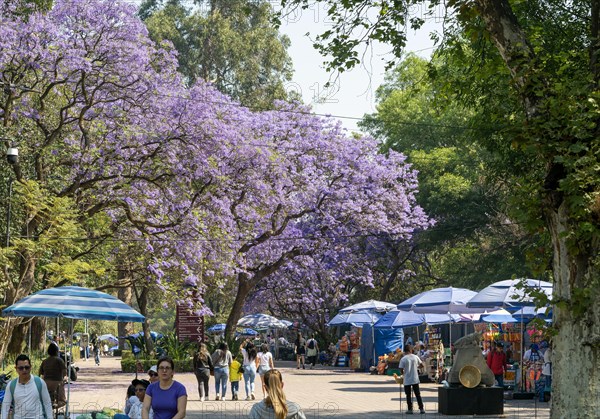 Jacaranda mimosifolia trees in flower