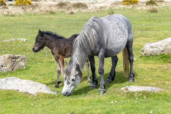 Mare and foal Dartmoor ponies