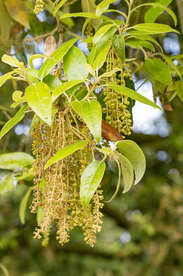 Flowers and leaves of Holm Oak tree